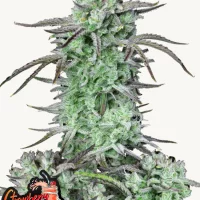 STRAWBERRY BANANA Auto